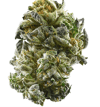 Gelato 7gm
