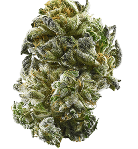 Gelato 7gm