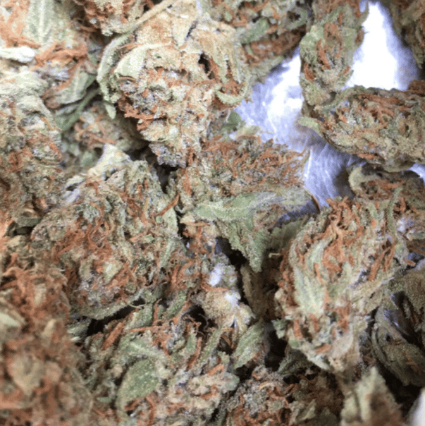 Gelato 7gm