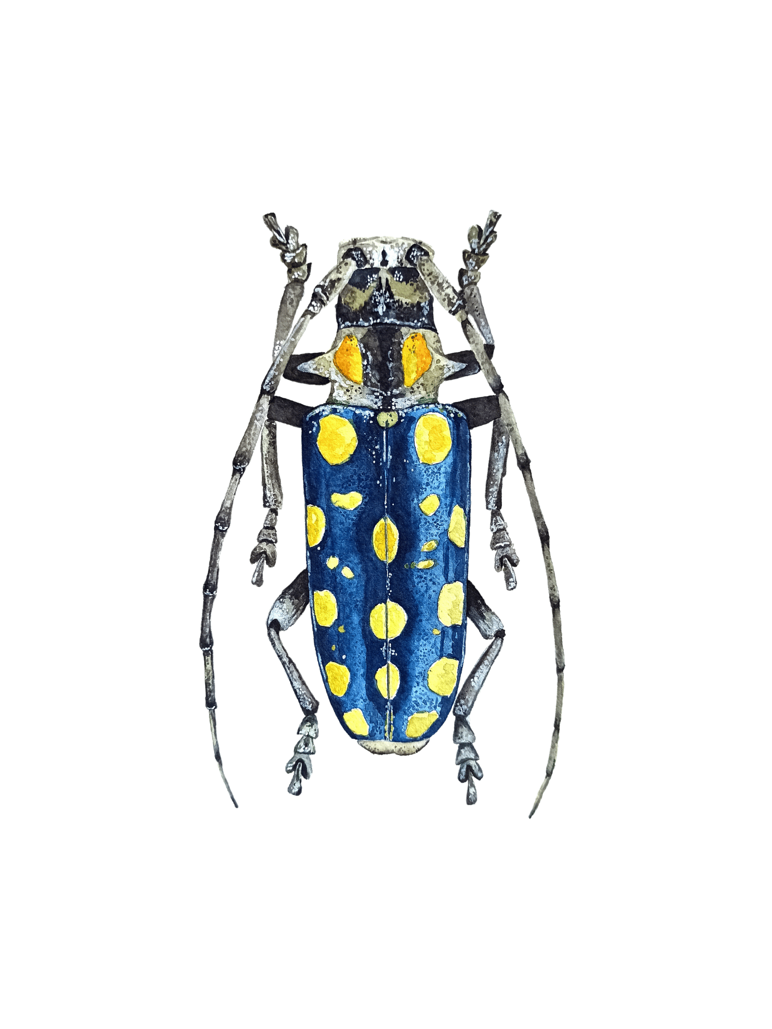 Image of Blue Longhorn Beetle ORIGINAL ARTWORK 
