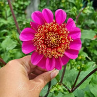 Image 3 of Pollinator Dreams Mix seeds