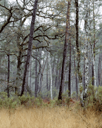 Untitled [Chambord Woods]