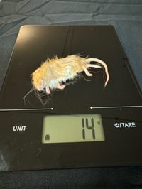 Image 2 of Small Mouse 