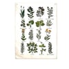 Vintage Print Useful Plants Hanging Canvas Tapestry