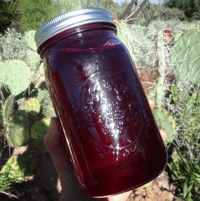 Image 3 of Prickly Pear Cactus Cordial