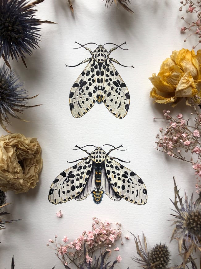 Giant leopard moth