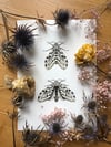 Giant leopard moth