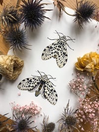 Image 2 of Nocturne in Snow and Ink - Giant leopard Moth Duo