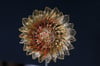 Sunflower art brooch, Wire sculpture jewelry