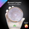 Bonsai Lingzhi (Ganoderma Lingzhi) Live Mycelium Mushroom Culture Spawn Seed