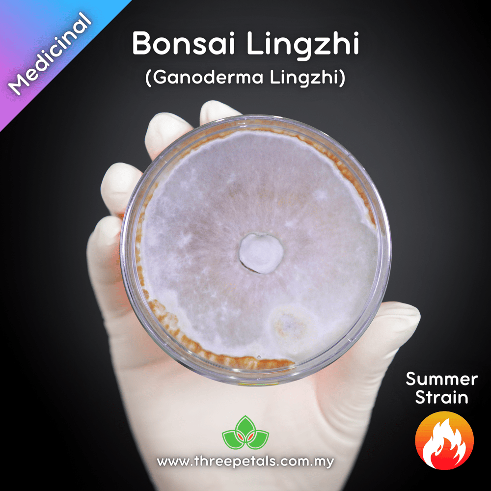 Bonsai Lingzhi (Ganoderma Lingzhi) Live Mycelium Mushroom Culture Spawn Seed
