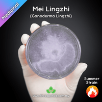 Image 1 of Mei Lingzhi (Ganoderma Lingzhi) Live Mycelium Mushroom Culture Spawn Seed