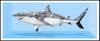 RARE XL Shark Print 