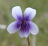 Viola hederacea - Ivy-leaf Violet