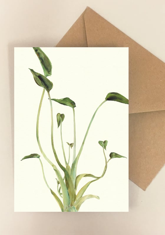 Image of 5 Notecards Alocasia Tiny Dancer No. 1029