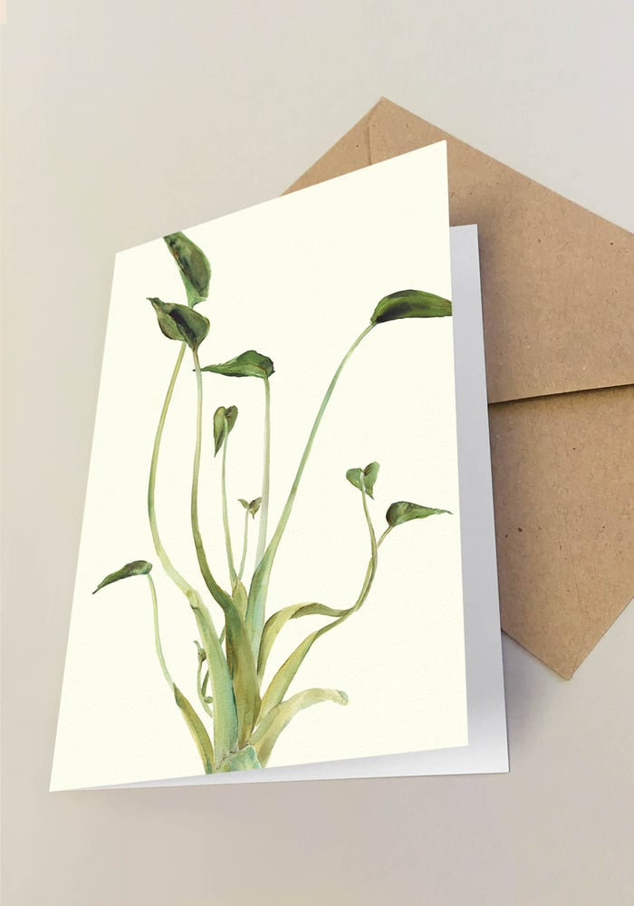 Image of 5 Notecards Alocasia Tiny Dancer No. 1029