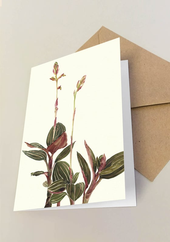 Image of 5 Notecards Ludisia No. 1028