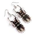 Titanus Stag Beetle Acrylic Earrings
