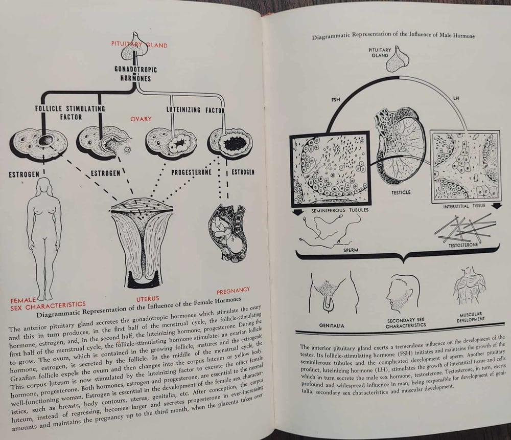 Sex Without Fear, by S. A. Lewin M.D. & John Gilmore Ph.D