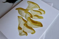 Image 2 of "Pluerotus citrinopileatus" Card