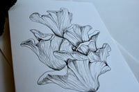 Image 2 of "Pluerotus djamor" Card