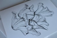 Image 3 of "Pluerotus djamor" Card
