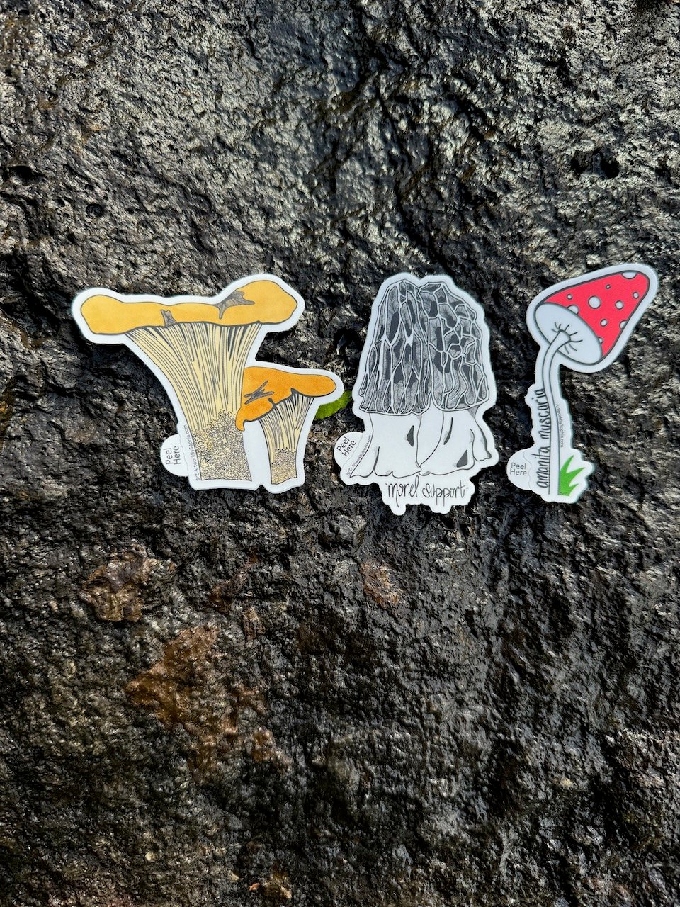 dalmatian sticker-collecting book – medium mushroom