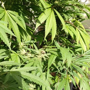 Image of Signature Spliff Chain   