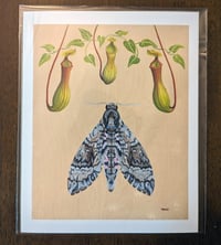 Image 2 of Nepenthes - Giclee Fine Art Print