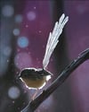 Female Emu Wren in Morning Rays
