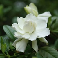 Gardenia (15ML)