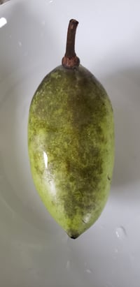 Image 2 of Wild Paw Paw Seeds (NOT Stratified)