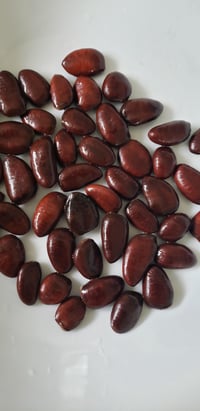 Image 1 of Wild Paw Paw Seeds (NOT Stratified)