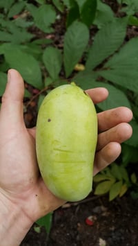 Image 4 of Wild Paw Paw Seeds (NOT Stratified)