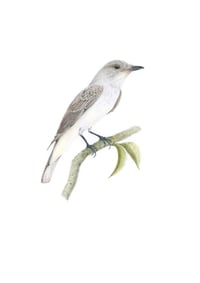 Image 1 of The Spotted Flycatcher