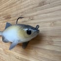 NEW! Loose Caboose | Gizzard Shad