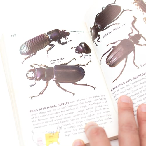 Image of Insects Golden Guide