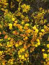 Acacia Paradoxa - Hedge Wattle
