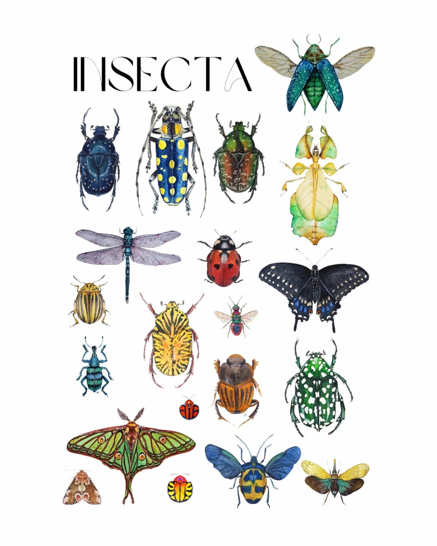 Image of Insecta Watercolor Illustration PRINT 