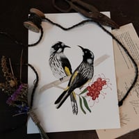 Newholland Honey Eaters 