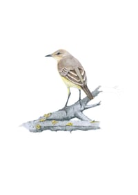 Image 1 of The Western Yellow Wagtail