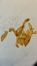 Image 2 of Renees’ Lily