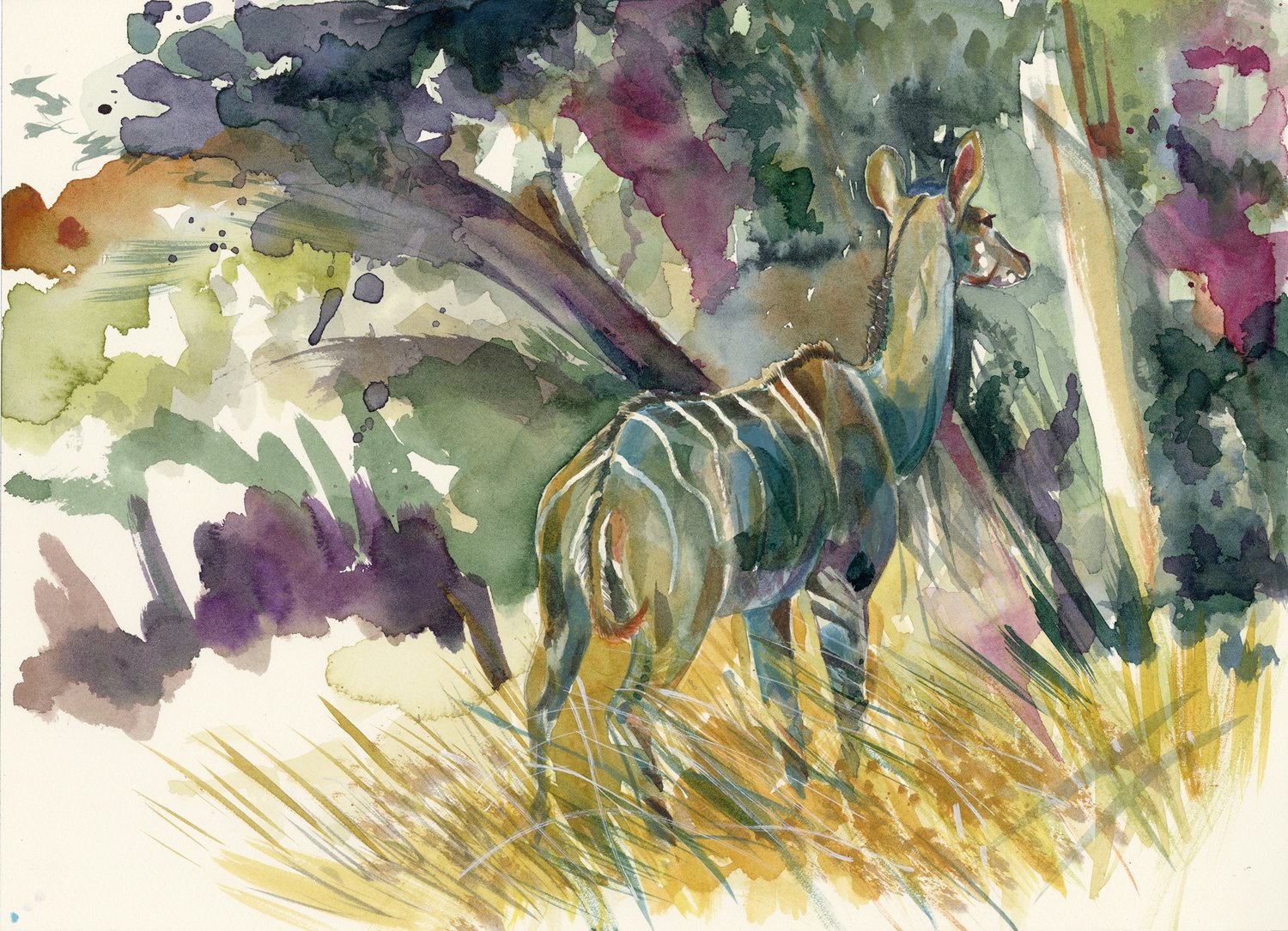 Image of Shades of Kudu - Framed Original watercolour study. 