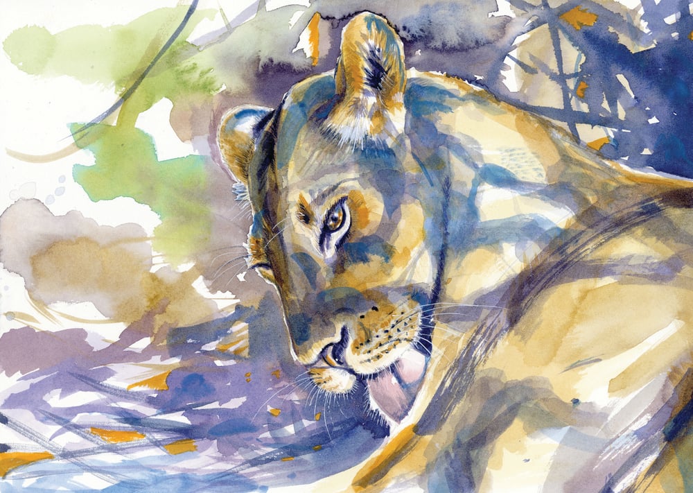 Image of Lion lick - Framed Original Watercolour study