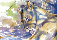 Image 1 of Lion lick - unframed Original Watercolour study