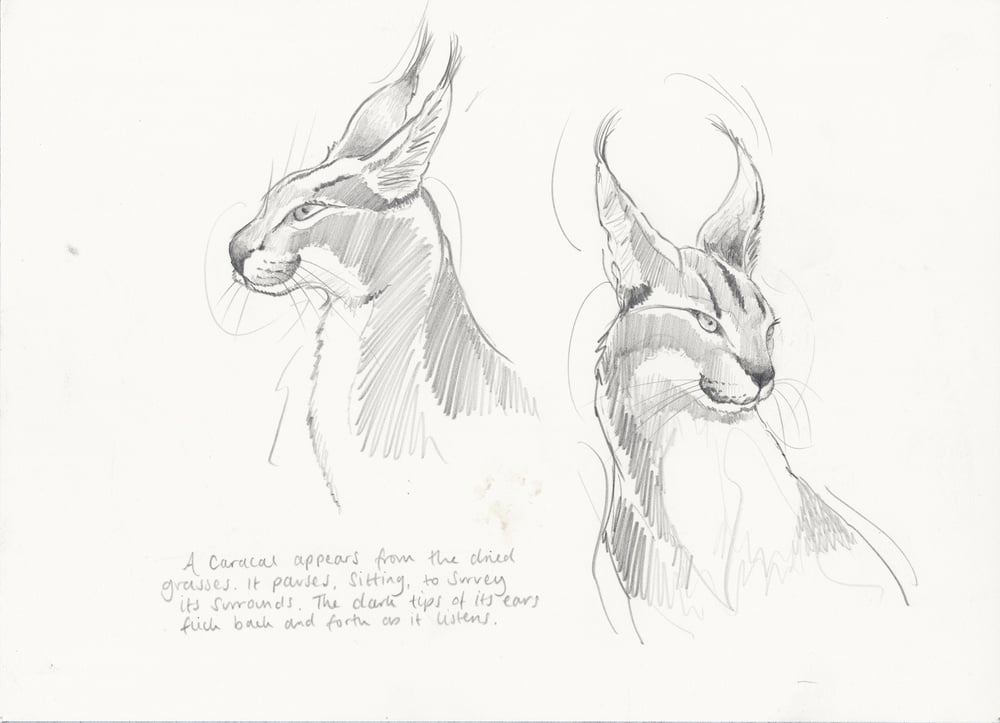 Image of Caracal Studies - Framed Original Pencil Sketches