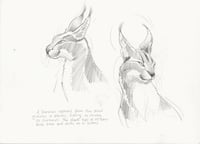 Image 1 of Caracal Studies - Framed Original Pencil Sketches