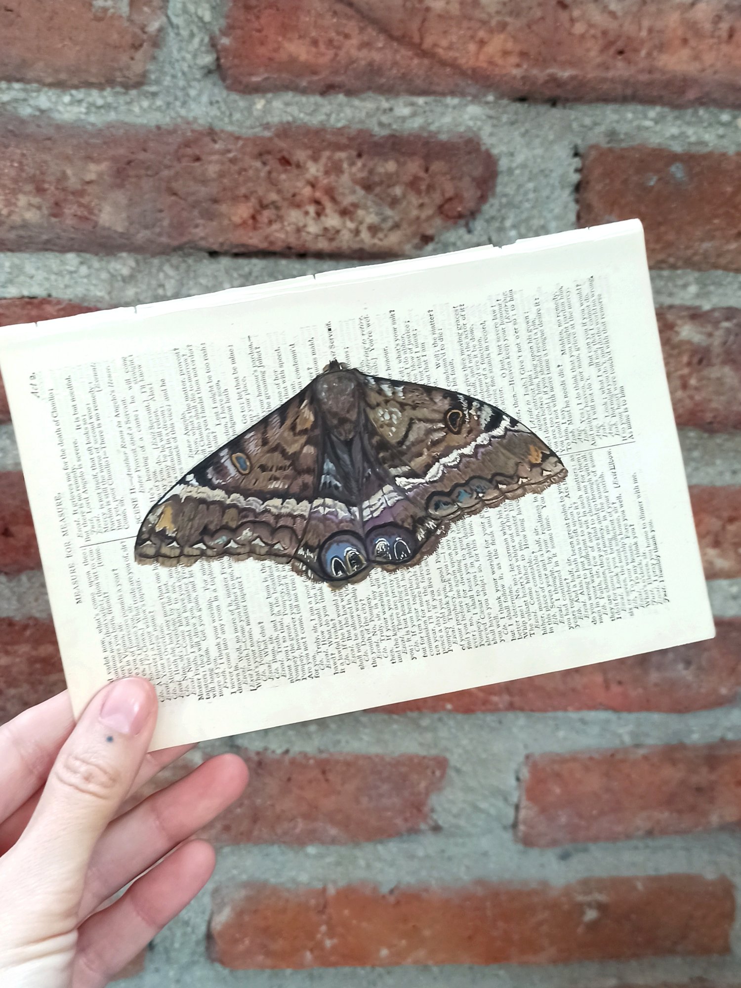 Image of Life in Old Pages Insect n.20 Witch Moth 