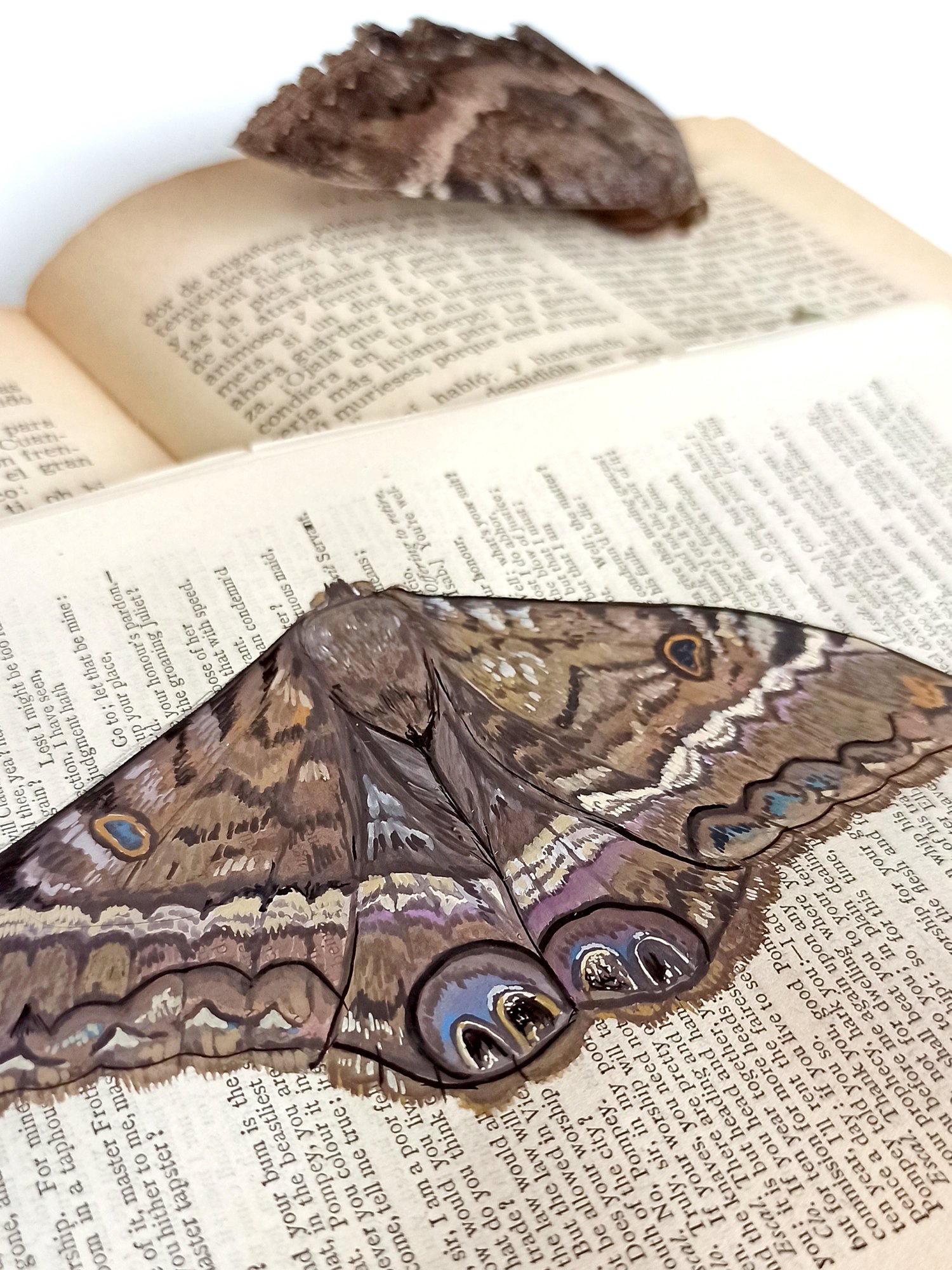 Image of Life in Old Pages Insect n.20 Witch Moth 