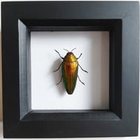 Image 1 of Framed - Castelnaudi Jewel Beetle